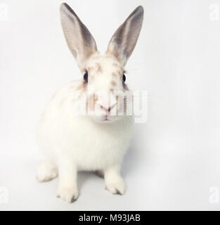 Easter bunny with huge eyes on a white background Stock Photo