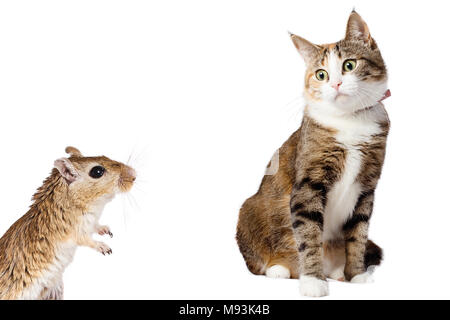 Gerbil Mouse and Surprised Ginger Cat Isolated on White background Stock Photo