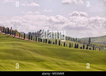 Row of cypress trees on a hill in Tuscany, Italy Stock Photo