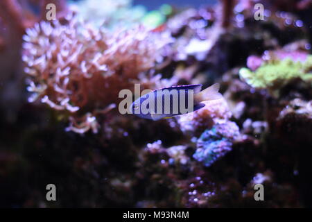 Yellowtail Blue Damselfish - Chrysiptera parasema Stock Photo