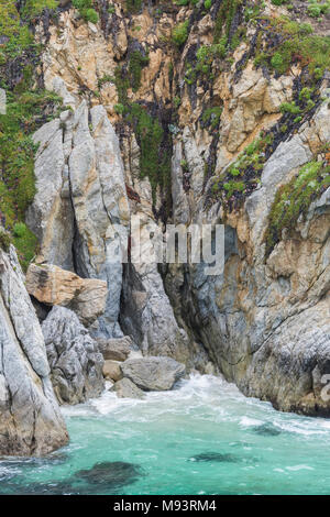 Pupping beach used by Harbor seals (Phoca vitulina), China Cove, Point Lobos State Natural Reserve, CA, USA, by Dominique Braud/Dembinsky Photo Assoc Stock Photo