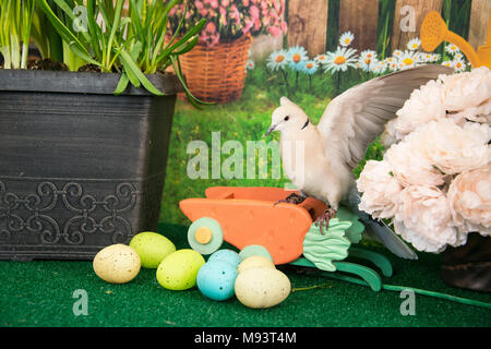 White collared dove landing among colored Easter eggs and spring flowers is a symbol of peace, love, Easter, new beginnings Stock Photo