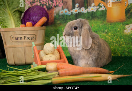 Easter bunny lop ear rabbit with farm eggs and basket of vegetables and spring flowers in springtime Stock Photo