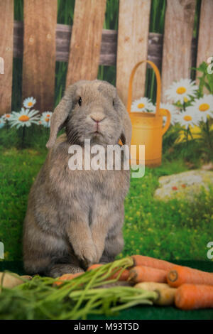 Easter bunny lop ear rabbit with farm eggs and basket of vegetables and spring flowers in springtime Stock Photo