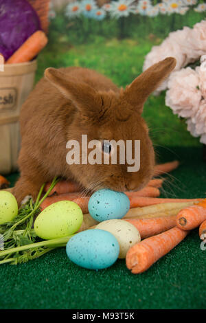 Easter bunny red Thrianta cute rabbit with farm fresh carrots and spring colored Easter eggs closeup portrait Stock Photo