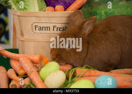 Easter bunny red Thrianta rabbit with farm fresh carrots and spring colored Easter eggs Stock Photo