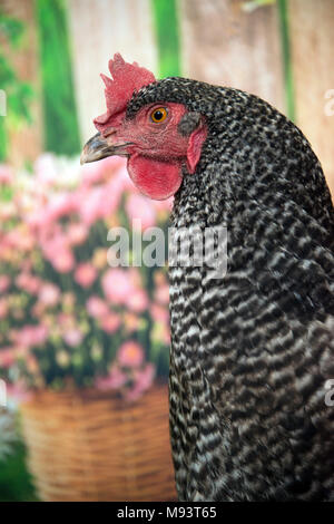 Plymouth Rock barred hen chicken closeup portrait with spring flowers in bloom at Easter Stock Photo