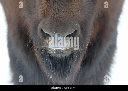 The nostrils of a Wood Bison (Bison bison athabascae) in the snow. Stock Photo