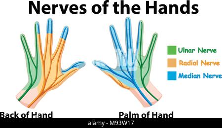 Diagram showing nerves of hands illustration Stock Vector