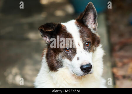 portrait Thai bangkaew dog Stock Photo