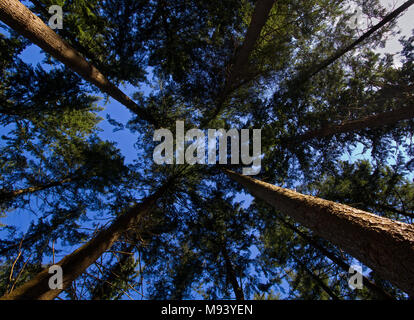 Tall pine trees against a blue sky seen through a wide-angle lens from the forest floor Stock Photo