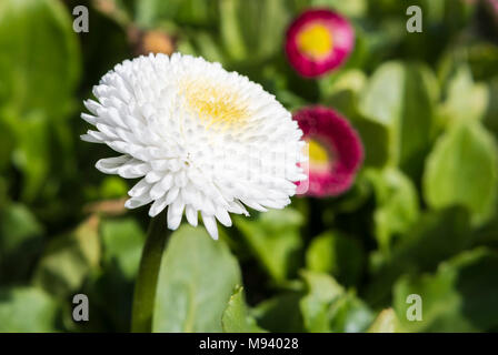Bellis perennis, probably 'Pomponette White' from the Pomponette Series, ad English daisy growing in Spring in the UK. White Lawn Daisy. Stock Photo