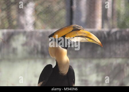 great indian hornbill  (Buceros bicornis)  in the forest Stock Photo