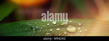 Dew drops on the green leaves Stock Photo