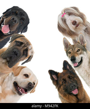 group of dogs in front of white background Stock Photo