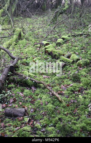 A fallen tree has been cut into logs then left on the forest floor to become a habitat for invertebrates. Stock Photo