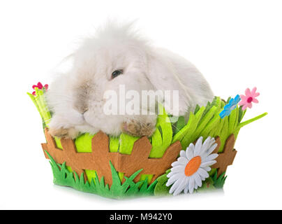 aries rabbit in front of white background Stock Photo