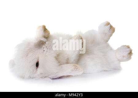 aries rabbit in front of white background Stock Photo