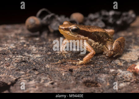 Allobates ornatus, a tiny poison frog only known from the San Martin department in Northern Peru. Stock Photo