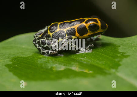 Mimic poison frog (Ranitomeya imitator) on a leaf at night, it is a mullerian mimic of R. variabilis. Both species are toxic & gain shared protection. Stock Photo