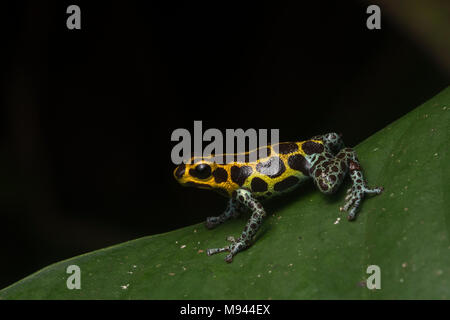 Mimic poison frog (Ranitomeya imitator) on a leaf at night, it is a mullerian mimic of R. variabilis. Both species are toxic & gain shared protection. Stock Photo