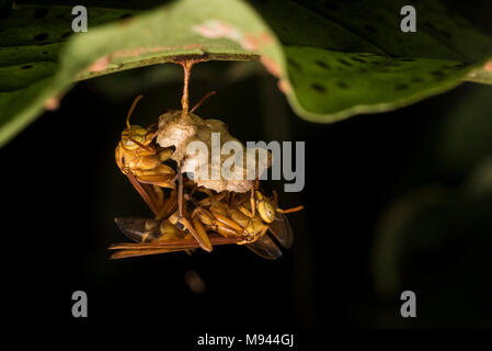 Two paper wasps constructing a nest underneath a leaf in the Peruvian rainforest. Stock Photo