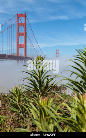 The iconic Golden Gate Bridge, with low fog under the bridge, and pride of Madeira plant on foreground, San Francisco, California, United States. Stock Photo