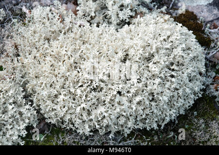 Thickets of moss of yagel (Cladonia rangiferina) close-up Stock Photo
