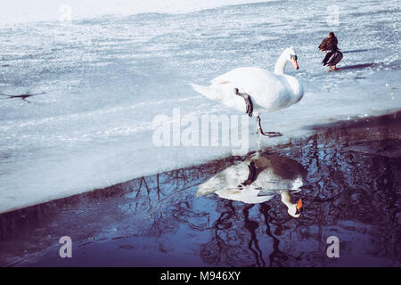 A Cygnus And Two Ducks Mallard On The Ice On Frozen Pond Stock Photo