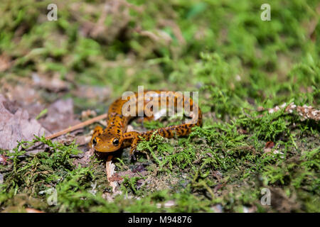 Long-tailed Salamander (Eurycea longicauda) Stock Photo