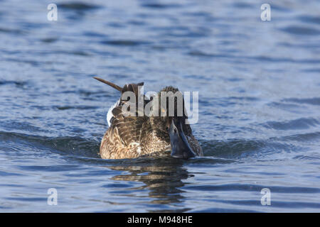 Female  northern shoveler (Anas clypeata) swimming on water Stock Photo