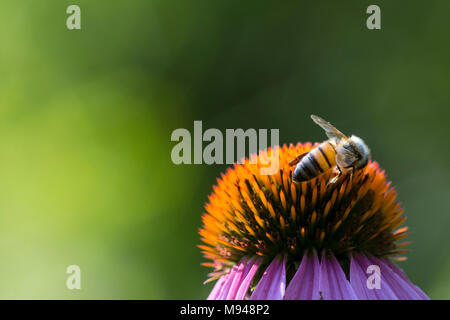 Honeybee on coneflower Stock Photo