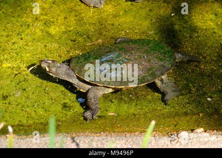 Krefft's turtle, Emydura macquarii krefftii, in the wild, clambering ...