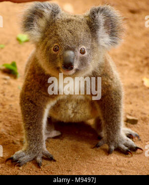 Baby koala on the ground in Queensland, Australia. Stock Photo