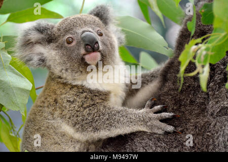 Portrait of baby koala in Queensland, Australia. Stock Photo