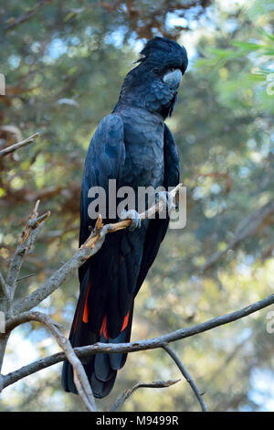 Red-tailed black cockatoo (Calyptorhynchus banksii) Stock Photo