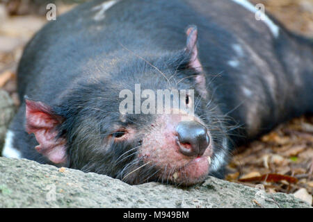 Portrait of Tasmanian devil (Sarcophilus harrisii) in Australia. Stock Photo