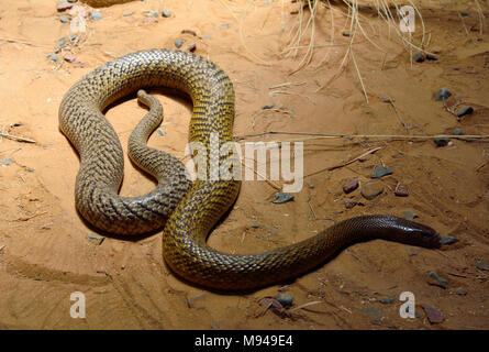 Inland taipan (Oxyuranus microlepidotus) is the most venomous snake in the world, endemic to central Australia. Stock Photo