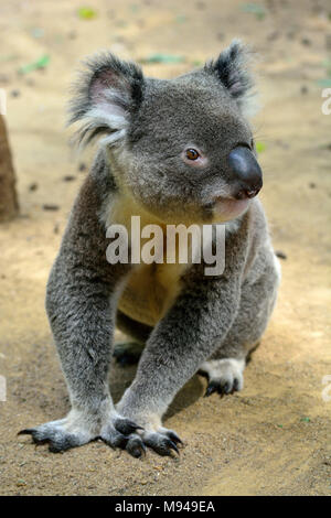 Koala sitting on the ground in Queensland, Australia. Stock Photo