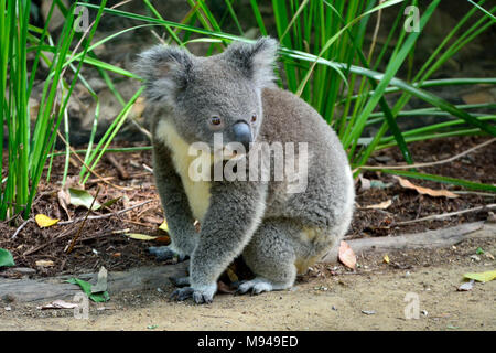 Koala sitting on the ground in Queensland, Australia. Stock Photo