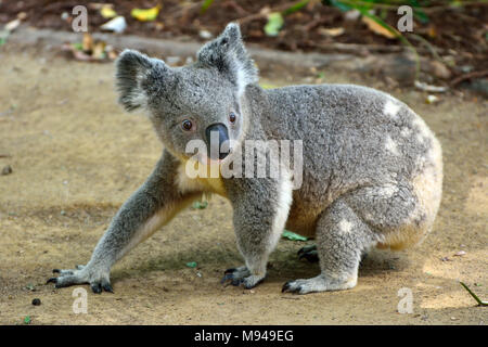 Koala walking on the ground in Queensland, Australia. Stock Photo