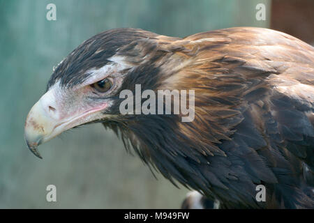 Wedge-tailed Eagle (Aquila audax) is the largest bird of prey in Australia. Stock Photo