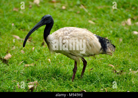 Australian white ibis (Threskiornis molucca) on green grass. Stock Photo