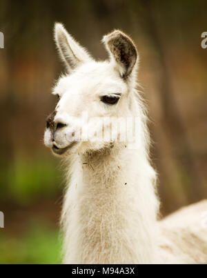 Vertical composition Llama portrait looks off camera for a moment while grazing Stock Photo