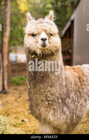 Vertical composition Llama portrait looks at camera for a moment while grazing straw hanging off him Stock Photo