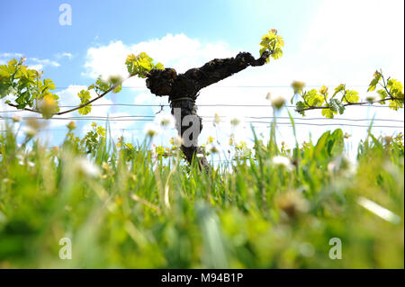 First spring leaves on a trellised vine growing in vineyard, Bordeaux, France Stock Photo