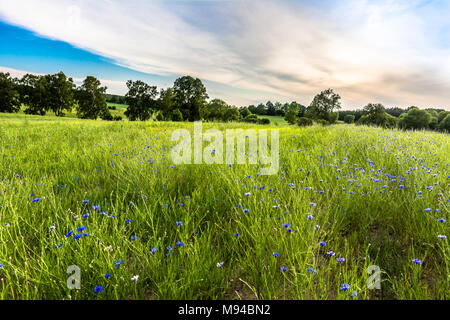 Idyllic green field landscape, cornflowers on field in the summer Stock Photo
