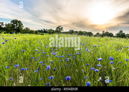 Blue cornflowers field landscape, rural field in the summer, landscape Stock Photo