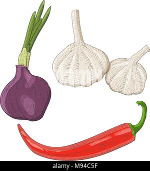 Onion, garlic and chili pepper. Colored hand drawn sketch Stock Vector