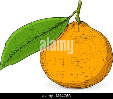 Mandarin orange with leaf. Hand drawn colored sketch Stock Vector